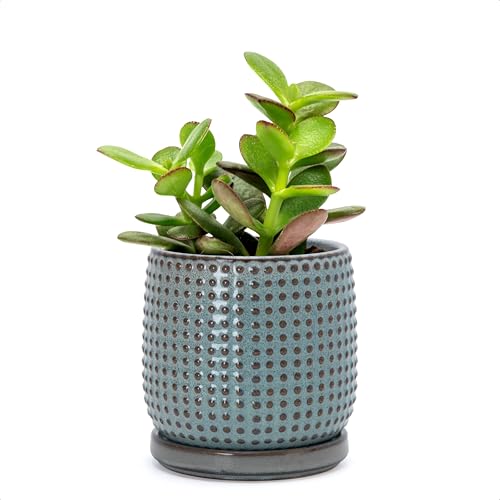 D'vine Dev Beaded Ceramic Pot with Saucer, 4 in, Graphite Blue, 27-C-Z-9 | Embossed Dot Texture, Smooth Glazed Finish, Timeless Vintage Charm, Drainage Holes, Stylish Accent for Modern Home Décor - color: Graphite Blue, size: 4.3 Inch
