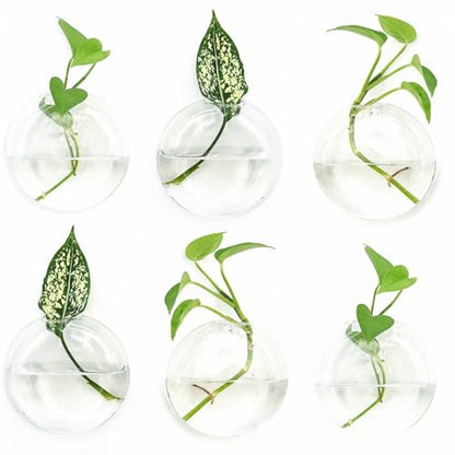 Vumdua 6 PCS Glass Wall Hanging Planters for Flowers, Hydroponics, Indoor Use, Medium, Transparent, Round, Classic Style