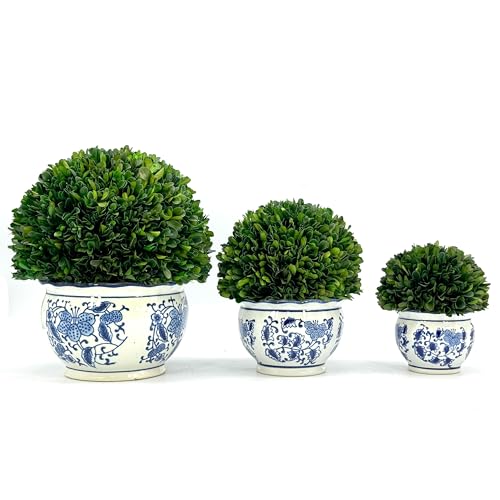 Galt International 7" Naturally Preserved Real Boxwood Ball in Hand-Painted Blue & White Round Bulb China Pot Planter Green Indoor Plant Home Decor (Small 7" Tall Topiary) - size: Small 7" Round Pot