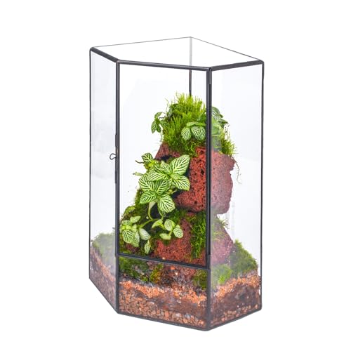 NCYP Wall Corner Geometric Glass Terrarium for Moss, Small Plants | Closed Front Opening Door Pentagon Planter - Black, Indoor Decor, Tabletop Landscape, 6.1" x 6.1" x 11.8" (Terrarium Only) - size: 6.1 x 6.1 x 11.8 inches