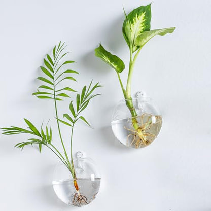 Wall Mount Plant Propagation Station - Clear Hydroponic Glass Vase, Oblate Planter for Indoor Plants | Perfect for Home, Office, Bathroom Decor | Gift for Plant Lovers (2)