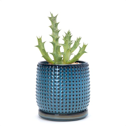 D'vine Dev Beaded Ceramic Pot with Saucer, 4 in, Ocean Teal, 27-C-Z-8 | Embossed Dot Texture, Smooth Glazed Finish, Timeless Vintage Charm, Drainage Holes, Stylish Accent for Modern Home Décor - color: Ocean Teal, size: 4.3 Inch