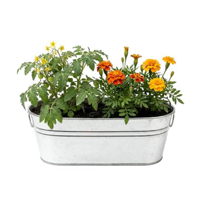 Buzzy Seeds My First Garden Windowsill Grow Kit - Metal Windowsill Planter - Complete Indoor Gardening Kit with Seeds, Coconut Husk Growing Medium & Genuine Pots - 100% Grow Guarantee - color: My First Garden