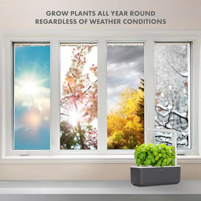 Click & Grow Indoor Herb Garden Kit with Grow Light | Smart Garden for Home Kitchen Windowsill | Easier Than Hydroponics Growing System | Vegetable Gardening Starter (3 Basil Pods Included), Grey | Easier than a hydroponic growing system. Patented Smart S