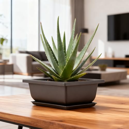 15 PCS 6.5 Inch Bonsai Training Pots with Trays, Rectangular Plastic Growing Pots, Flower Succulent Pots Container for Garden, Yard, Office, Porch, Balcony, Home Decoration - size: 6.5 Inch
