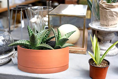 D'vine Dev Terracotta Shallow Planter Pot with Saucer, 8 in, 40-Y-A-0 | Wide Bowl Design, Unglazed Terracotta, Porous & Breathable, Minimalist Style, Ideal for Succulent Arrangements - size: 8 Inch