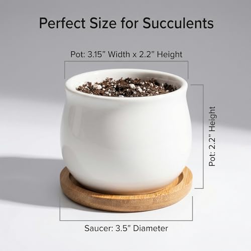 SHECIPIN Succulent Plant Pot, White Mini 2.6 inch Ceramic Flower Planter Pot with Bamboo Tray, Pack of 8 - Plants Not Included - color: White