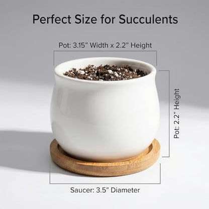 SHECIPIN Succulent Plant Pot, White Mini 2.6 inch Ceramic Flower Planter Pot with Bamboo Tray, Pack of 8 - Plants Not Included - color: White