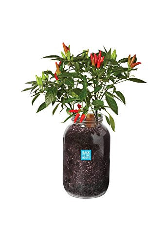Windowsill Planter: Chili - style: Chili