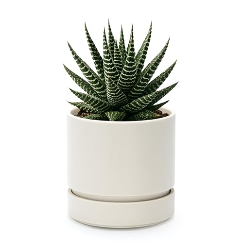 Phoenix Vine 4 Inch Planter Pot with Drainage Hole & Saucer, Deep Water Catch Tray, Straight Cylindrical Round Pot for Plants, Oatmeal, Pack of 1, 23-E-R-1 - color: Oatmeal, size: 4" (1 Pack)