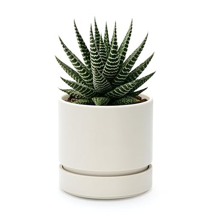 Phoenix Vine 4 Inch Planter Pot with Drainage Hole & Saucer, Deep Water Catch Tray, Straight Cylindrical Round Pot for Plants, Oatmeal, Pack of 1, 23-E-R-1 - color: Oatmeal, size: 4" (1 Pack)