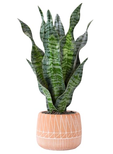Artificial Realistic Snake Plant 17" with Concrete Pot | Fake Snake Plants Sansevieria Greenery Faux Snake Plant for Home Office Living Room Housewarming Gifts Indoor Decor - color: Darkgreen