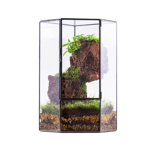 NCYP Glass Terrarium with Front Opening Door for Small Plants, Moss Wall | Closed Geometric Pentagon Planter, Indoor Tabletop Wall Corner Landscape Decor, Black, 5" x 5" x 9.8" (Terrarium Only) - size: 5 x 5 x 9.8 inches
