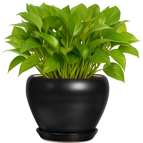 6 Inch Plant Pot - Ceramic Planter with Drainage Hole and Trays, Modern Round Flower Pot, Planters for Indoor Outdoor Plants, Home Garden Decor, Black - color: Matte Black, size: 6 Inch