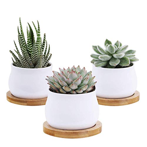 6pcs 3 inch Bamboo Round Plant Saucer, Mini Flower Pot Tray for Cactus Plant Pot Flower Pot Container Planter Bonsai Pots,no Plants Pot - size: 3 Inch