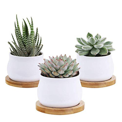 6pcs 3 inch Bamboo Round Plant Saucer, Mini Flower Pot Tray for Cactus Plant Pot Flower Pot Container Planter Bonsai Pots,no Plants Pot - size: 3 Inch