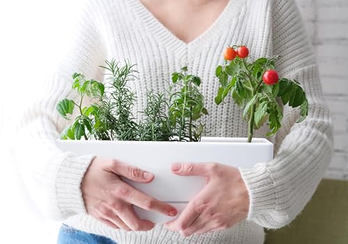 D'vine Dev 2-Pack Rectangular Planters, 12 x 4.5 in, White, 76-X-A-2 | Minimalist Design, Large Planting Capacity, Drainage Holes & Saucer, Thick-Walled Durable Build, Ideal for Windowsills - color: White