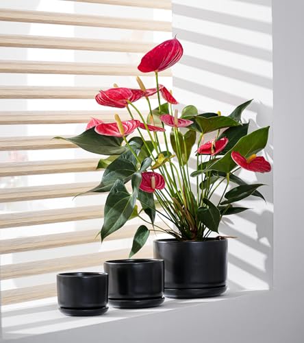 Flower Pots,Ceramic Pots with Drainage Holes & Saucer Set of 3(Matte Black) | Planters for Indoor Plants | Small Succulent Pots | Cute Pots for Plants | Ceramic Planter | 4+5+6.5 Inch Garden Pots - color: Matte Black