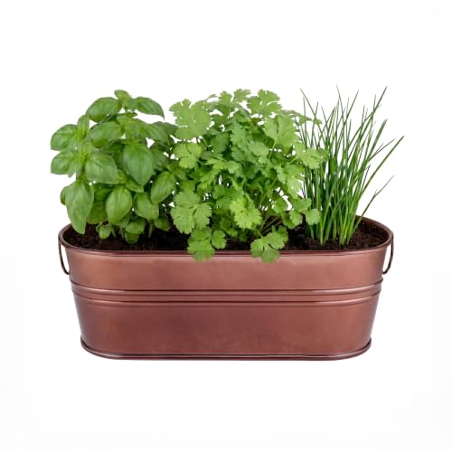 Buzzy Seeds Organic Windowsill Herb Kit - Metal Windowsill Planter - Complete Indoor Gardening Kit with Seeds, Coconut Husk Growing Medium & Genuine Pots - 100% Grow Guarantee - color: Culinary Garden