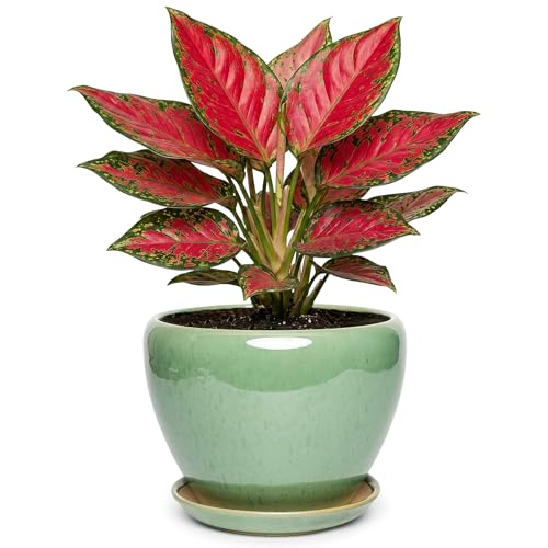 7.5 Inch Ceramic Plant Pot with Drainage Hole Mesh Net,Modern Gardening Pots for Indoor Plants with Saucer, Crackle Green - color: Crackle Green, size: 7.5 Inch