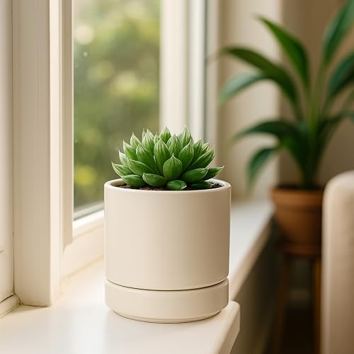 D'vine Dev 4-Pack Ceramic Pots with Saucers, Oatmeal, 4.7 in, 94-X-B-8 | Glazed Ceramic, Drainage Hole and Saucer, Sleek Cylinder Shape, High Temperature Fired, Ideal for Small Houseplants - color: Oatmeal, size: 4.7 Inch