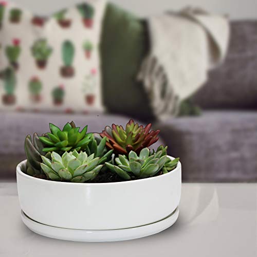 SQOWL 8 inch White Round Ceramic Succulent Planter Pot Modern Flower Cactus herb Big Planter with Removable Saucer Indoor or Outdoor - color: White