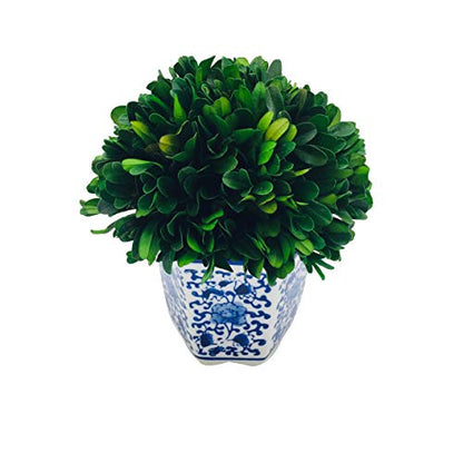 Galt International 7" Naturally Preserved Real Boxwood Ball in Hand-Painted Blue & White China Pot Planter Green Indoor Plant Home Decor (Small 7" Tall Topiary) - size: Small 7"
