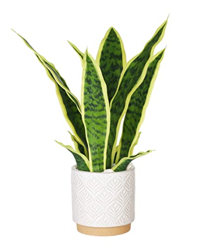 Artificial Sansevieria Plant 16" with White Ceramic Pot | Fake Snake Plant Greenery Faux Plant in Pot for Home Office Living Room Housewarming Gifts Indoor Outdoor Decor-Yellow - color: Yellow