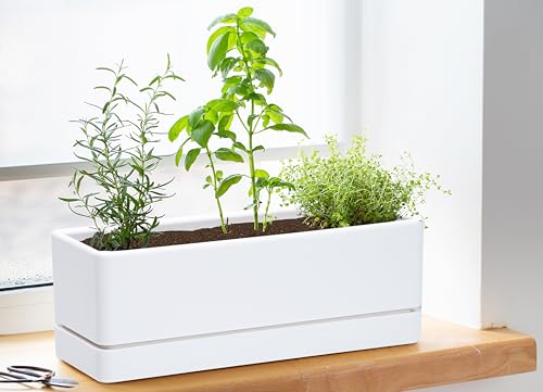 D'vine Dev Rectangular Planter, 12 x 4.5 in, White, Set of 1, 76-X-A-1 | Minimalist Design, Large Planting Capacity, Drainage Holes & Saucer, Thick-Walled Durable Build, Ideal for Windowsills - color: White