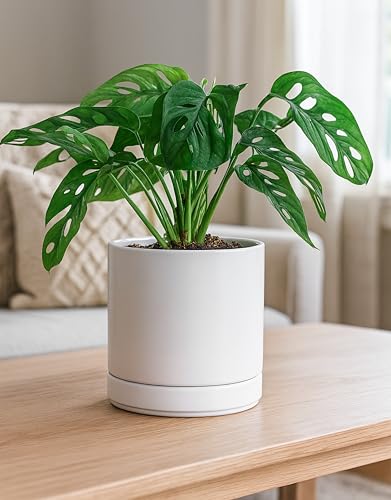 D'vine Dev 2-Pack Ceramic Pots with Saucers, White, 4/6 in, 94-G-S-1 | Glazed Ceramic, Drainage Hole, Perfect-Fit Saucer, Sleek Cylinder Shape, High Temperature Fired, Elegant Home Accent - color: White, size: Small