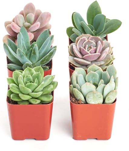 Shop Succulents Rosette Succulent Plant Pack Collection - Live Mini Succulent Plants, Low Maintenance, Floral Shaped Mix of Colors & Textures - Wedding and Party Favors, Gift & Garden, Pack of 6 - size: 6-Pack