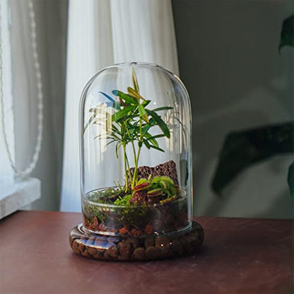 NCYP Glass Cloche Dome with Air Hole and Base, 5.9 x 5.9 x 8.2 Inches, Clear Terrarium Planter for Venus Flytrap, Small Plants, Home Indoor Tabletop Decoration (No Plants) - size: 5.9x5.9x8.2inches