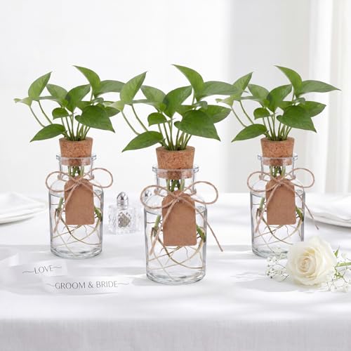 15 Pack Plant Propagation Stations with Hole Lid Tag,Cylindrical | 4.05'' Glass Propagation Jars, 4 oz Clear Hydroponic Planter Vase Bulk for Plant Lovers, Indoor, Office, Home, Garden