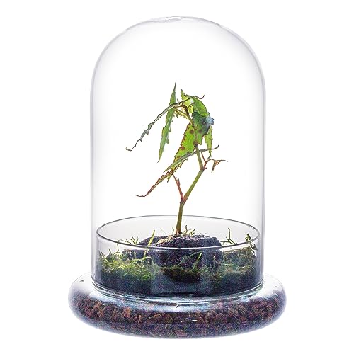 NCYP Glass Cloche Dome with Air Hole and Base, 5.9 x 5.9 x 8.2 Inches, Clear Terrarium Planter for Venus Flytrap, Small Plants, Home Indoor Tabletop Decoration (No Plants) - size: 5.9x5.9x8.2inches