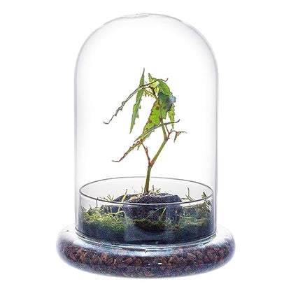NCYP Glass Cloche Dome with Air Hole and Base, 5.9 x 5.9 x 8.2 Inches, Clear Terrarium Planter for Venus Flytrap, Small Plants, Home Indoor Tabletop Decoration (No Plants) - size: 5.9x5.9x8.2inches