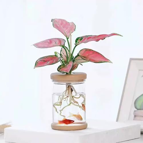 Propagation Station - Desktop Hydroponic Vases for Water Plants, Glass Plant Jars, Gardening Gift for Women, Mom & Plant Lovers, Set for Rooting & Display