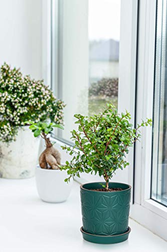 D'vine Dev 2-Pack Geometric Stoneware Planters, 3.8/5.8 in, Deep Teal, 99-E-4 - color: Dark Blue Green
