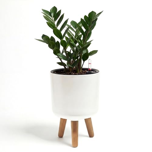 Bamworld Self Watering Pots for Indoor Plants with Water Level Indicator | 8 inch Plant Pot Plastic Planter with Wooden Stand for Outdoor Plants Modern Décor for Porch Patio White Small - size: 8 in