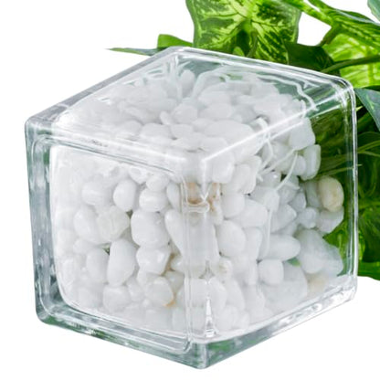MyGift Artificial Clover and Taro Plants in Clear Glass Vase with Decorative White Stones, Set of 3 - color: Clear (White Pebbles)