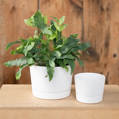 Root & Vessel Majestic Mid-Century Modern Low Profile Cylinder Pot, Matte White, 8.5" - color: Matte White, size: 8.5-Inch
