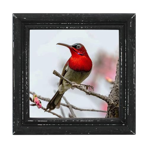 6x6 Picture Frame Made of Solid Wood High Definition Glass Rustic Antique Designs Small Photo Frame for Tabletop Display and Wall Mounting, Distress Black - color: Distress Black B, size: 6" X 6"