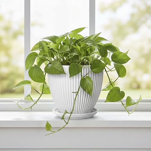 Ceramic Pots for Plants, 6 Inch Plant Pot with Drainage Hole and Saucer, Round Ceramic Flower Pots for Indoor Plants, Modern Small Succulent Planter, Room Home Decor, Plant Lover Gifts, White - size: 6 Inch, style: White
