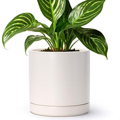 D'vine Dev 8.2 Inch Ceramic Planter Pot, Oatmeal, 94-O-D-8 | Modern Cylinder Design, Drainage Hole & Saucer Included, Stable Structure, Elegant Home Accent - color: Oatmeal, size: Medium