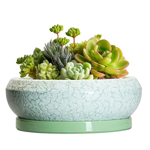 Succulent Pot 6 Inch - Ceramic Bonsai Pots Indoor Outdoor, Shallow Plant Pots with Drainage Hole and Saucer, Small Bonsai Planter, Round Bowl Planter, Desk Decor, Housewarming Gifts, Green - color: Bright Green-white, size: 6 Inch
