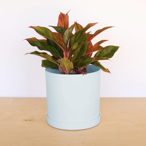 Bloem Mathers Planter w/Saucer Tray 10" Misty Blue - color: Misty Blue, size: 10"