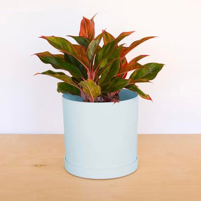 Bloem Mathers Planter w/Saucer Tray 10" Misty Blue - color: Misty Blue, size: 10"