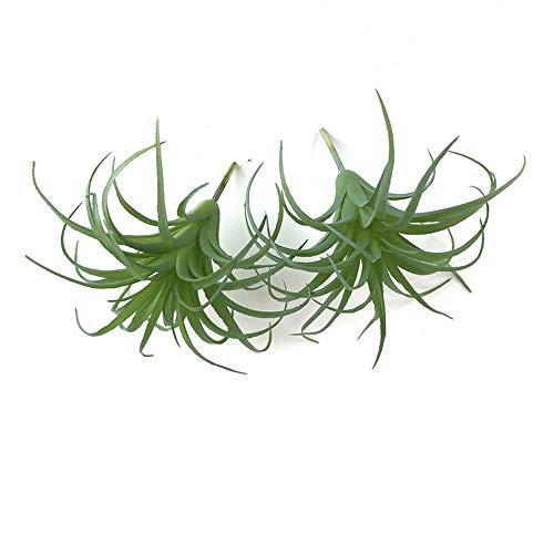 2 PCS Artificial Succulents Plants Unpotted Fake Tillandsia Air Plants Succulent Bouquet Arrangements Faux Plants DIY for Garden Decor Home Decoration Greenery Set (Air Plants) - color: Air Plants