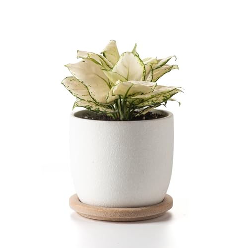 Ceramic Flower Pots Indoor-Outdoor: 5.75 Inch Planters with Drainage Holes & Saucer - Modern Decorative Plant Pots Ceramic for Home Gardeners (White) - color: White, size: 5.75 inch