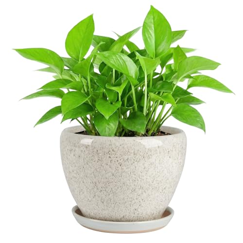 8.3 Inch Ceramic Planter with Saucer Leak-Proof Mesh &Drainage, Round Plant Pot with Gardening Gloves for Indoor Outdoor Plants - color: Malt Crackle Glaze, size: 8.3 Inch