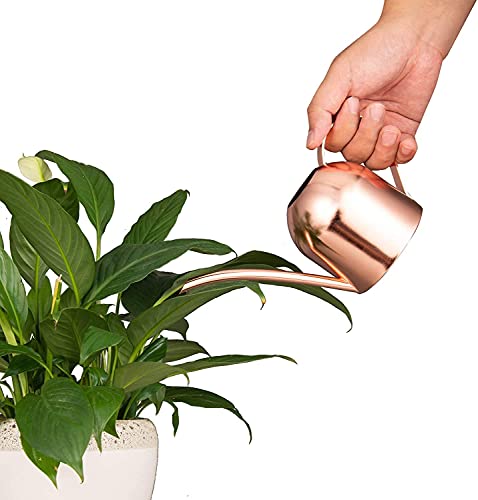 IMEEA Mini Indoor Watering Can for Small Plants, Stainless Steel with Long Spout, 15oz/450ml – Perfect for Desk, Windowsill & Bonsai - color: 15oz (Rose Gold)